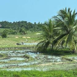 Palmen, Reisfelder und Bananen