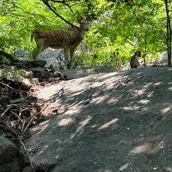 die gerufenen Hirschlein