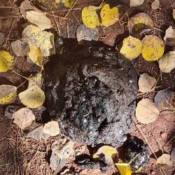 Bärenscheiße im Wald