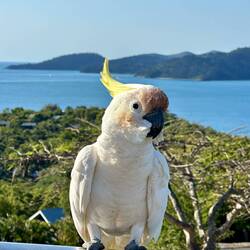 Cheeky bird stole Brax's lollies out of the buggy!