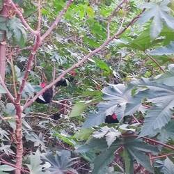 Des poules perchées dans les arbres