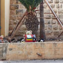 Ils mettent des boîtes avec de la nourriture, de l'eau et des peluches à disposition des chats