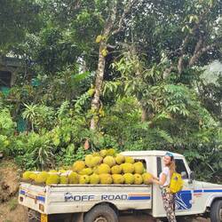 Jack Fruit