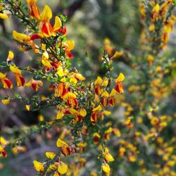 Pea flowers(?) at the lookout