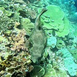 schwangerer Kugelfisch 🐡🤰