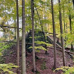 Baummikado im Firnsbachtal