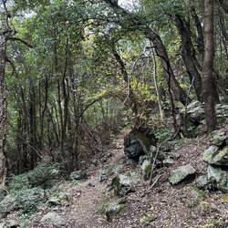 Die Suche nach Kastanien 🌰