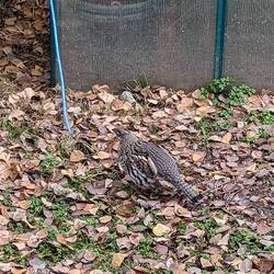 Grouse laufen hier auch überall herum