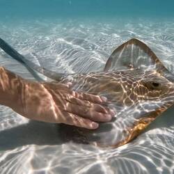 Hill Inlet sting rays