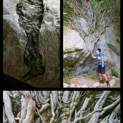 Einschlüsse im Gestein, Efeugewächs