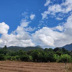View behind my guest house