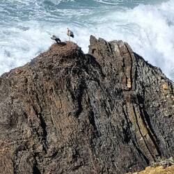 Und immer wieder diese faszinierenden Weissstörche. Das Klappern übertönte sogar das Meeresrauschen!