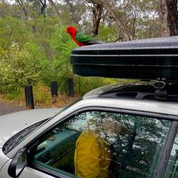 Australischer Pennatsittich 🦜