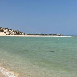 We also visited a shark nursery where juvenile sharks gather