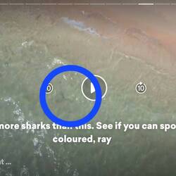 (Added after original post) the sand coloured stingray is quite hard to see, hope this helps