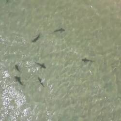 There were way more sharks than this. See if you can spot the big, sand coloured, ray