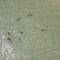 There were way more sharks than this. See if you can spot the big, sand coloured, ray