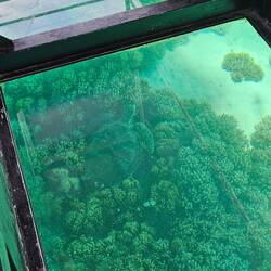 On the glass bottom boat where we saw turtles through the window ...
