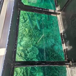 Lots of fish, and myriad different corals