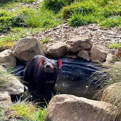 Tasmanian devil