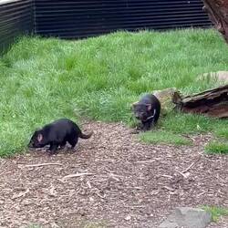 Retired (older) Tasmanian devils