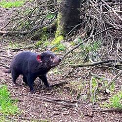 Tasmanian devil