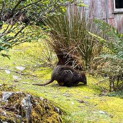 Pademelon at Waldheim