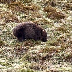 Wombat