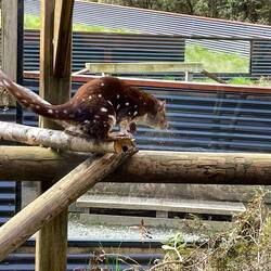 Spotted tail quoll