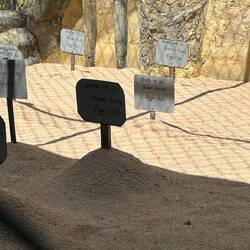 hot sand for hatching