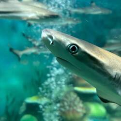 Good luck in the big ocean, little baby-shark!