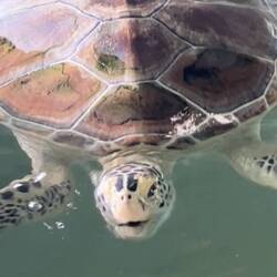 Die Plastik-im-Bauch-Schildi. Dadurch entwickeln sich Gase im magen, kann auch nicht mehr tauchen