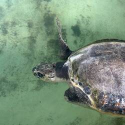 ohne Flosse kann sie nicht abtauchen