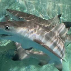 die Riffhsie werden in 2-3 Wochen ausgesetzt