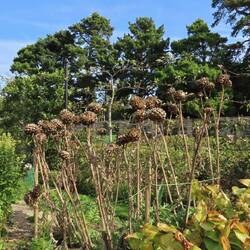 Ungewöhnliche Kombinationen, typisch englisch