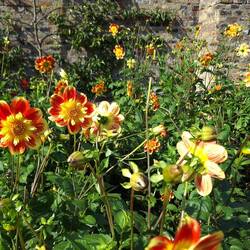 Dahlien waren ein weiterer Schwerpunkt.