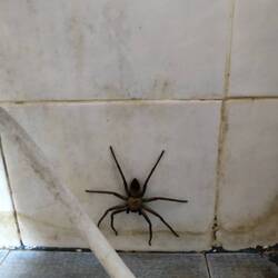 Got this Jeff with our room for no extra cost