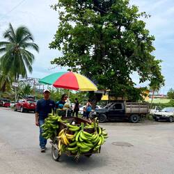 Kochbananen gibt es wie überall in CR auch in der Karibik 🍌