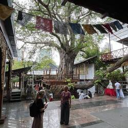 Innenhof mit ausuferndem Baum