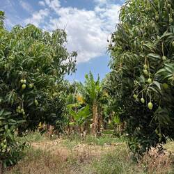 Mangos and bananas growing everywhere. Unfortunately not ripe yet.