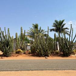 Cactus farm. Huge cactuses!