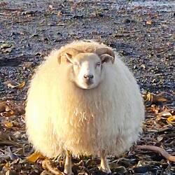 Inselschönheiten...