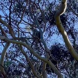 Koala im Koala Sleeping Tree 🐨