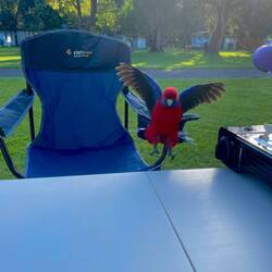 Australischer Pennatsittich 🦜