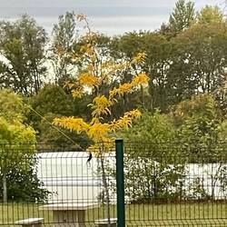 Wasserboarder od -skifahrer am Seil