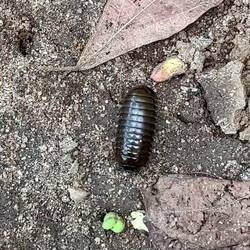 ein Gürteltierwürmchen