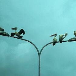 Pelikane statt Tauben