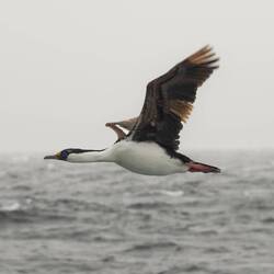 Blauaugenkormoran