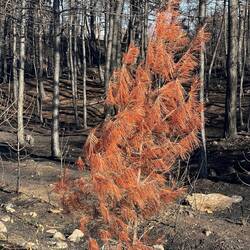 Blackened trees and a singed pine