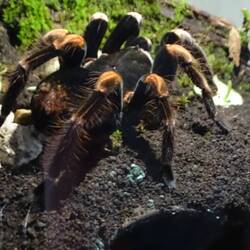 Orange kneed tarantula